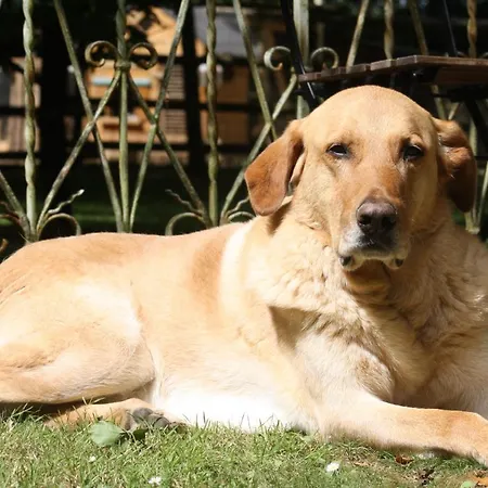 La Roulotte D'emilie Et Son Jacuzzi Privé * Beurlay